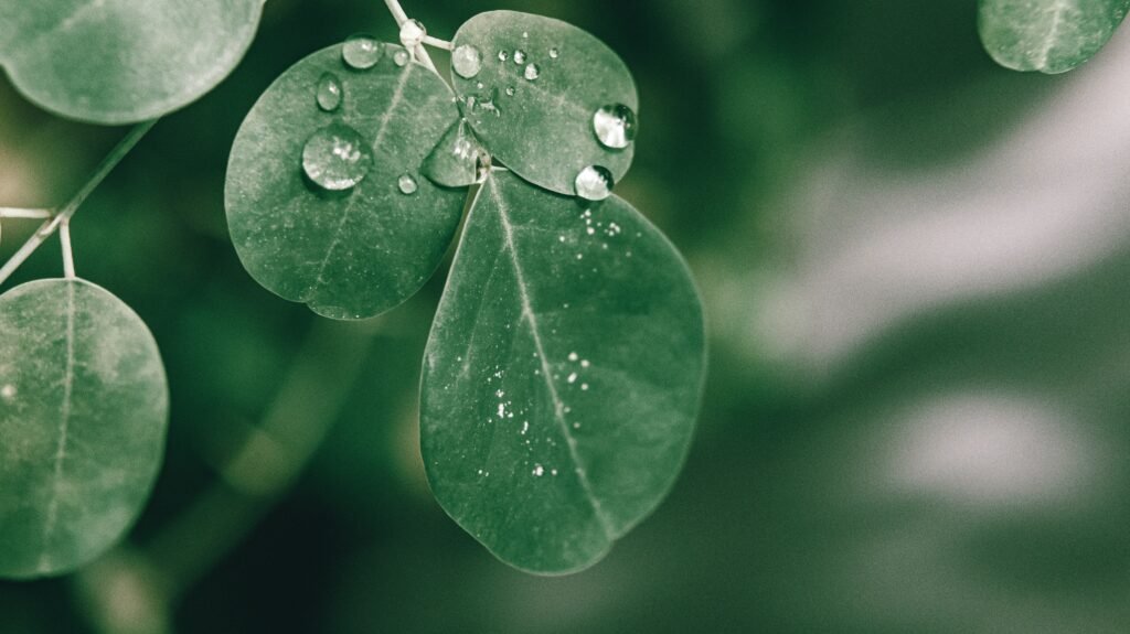 The Power of Moringa: Extracting its Uses & Benefits for Daily Life 2 The Power of Moringa: Extracting its Uses & Benefits for Daily Life - Feed Flow
